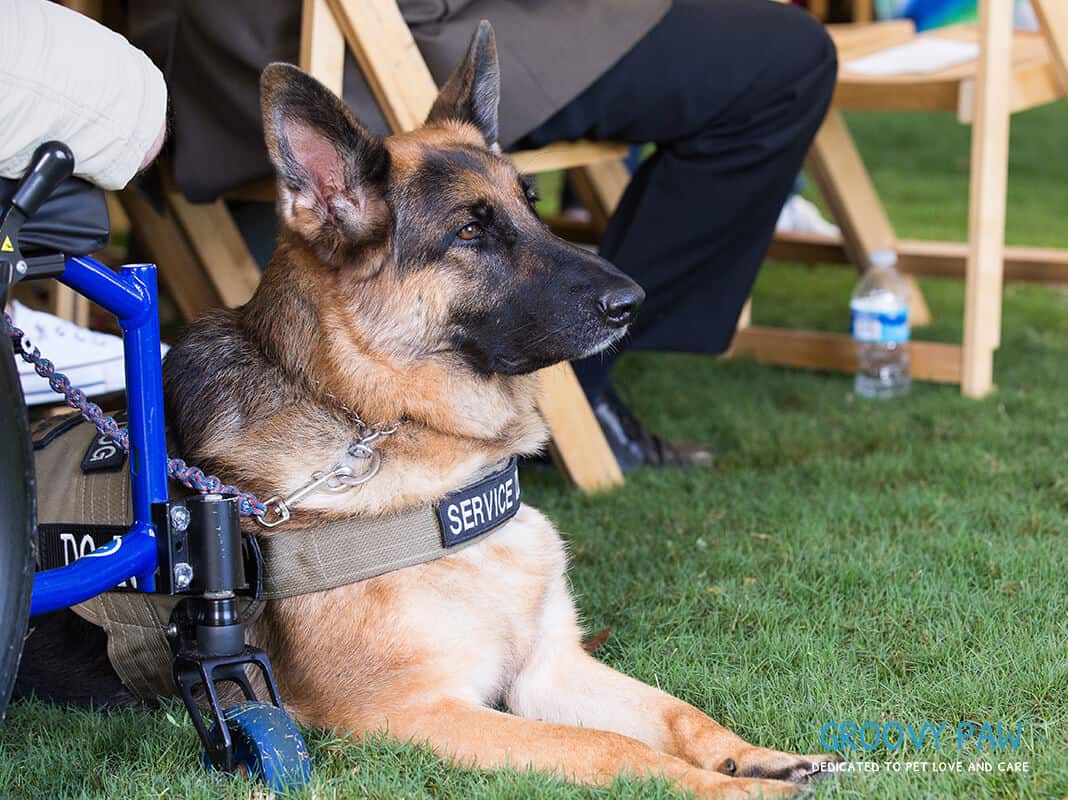 The Different Kinds of People Who Can Benefit From Having a Service Dog