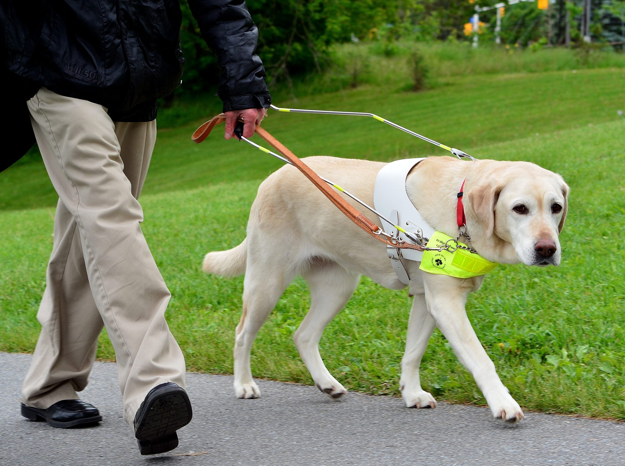 Things You Didnt Know About Guide Dogs