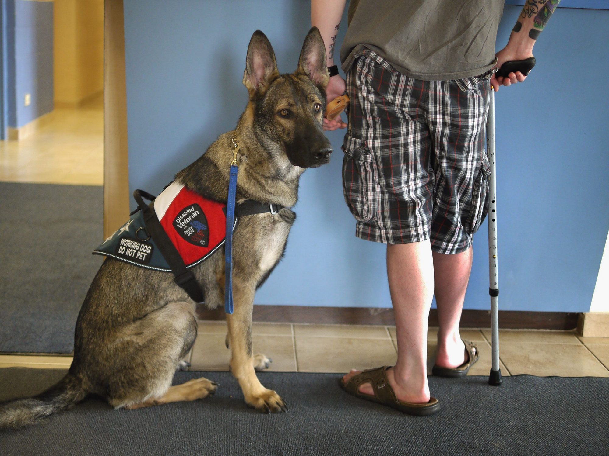 The Different Kinds of People Who Can Benefit From Having a Service Dog