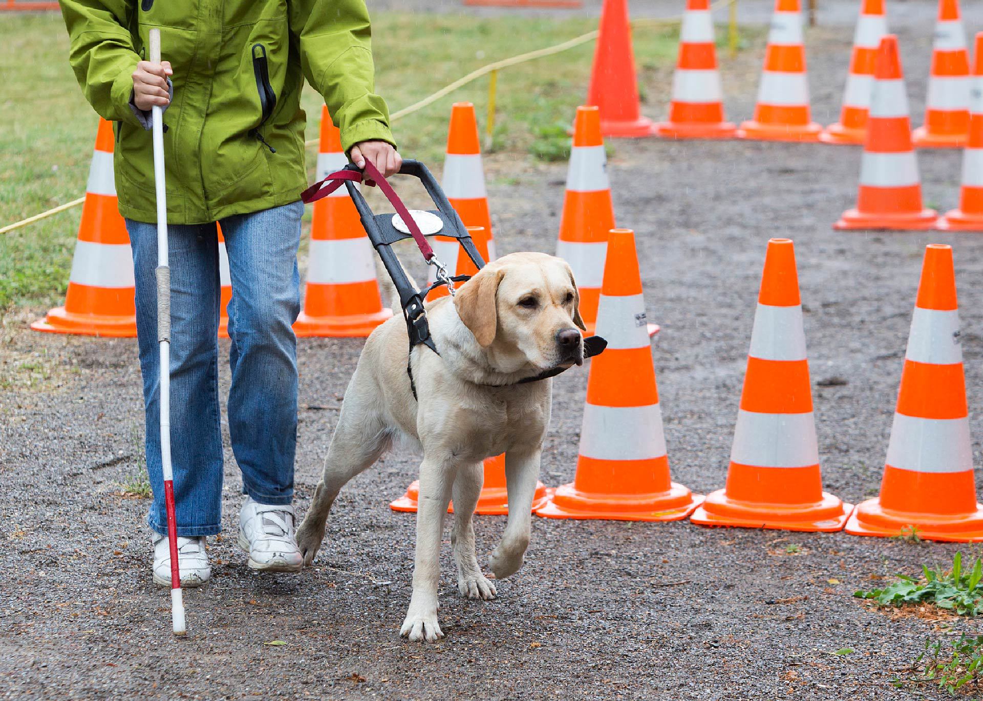 Things You Didnt Know About Guide Dogs