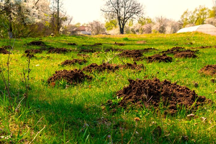 Man Made A Chilling Discovery In His Backyard After Hearing Rumors