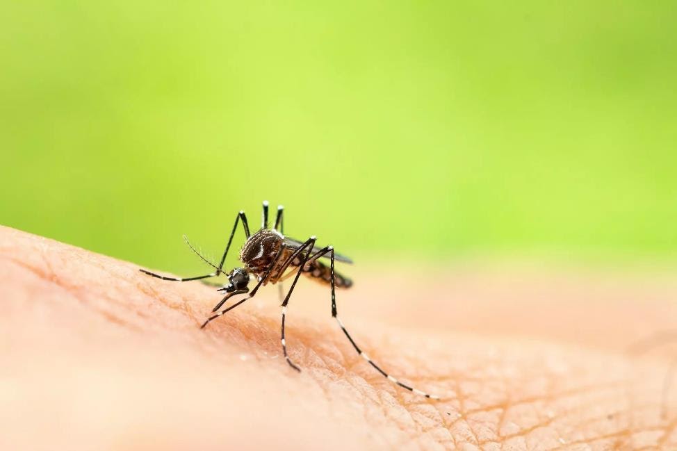 Find Out Why Mosquitoes Are Never Seen at Disney World