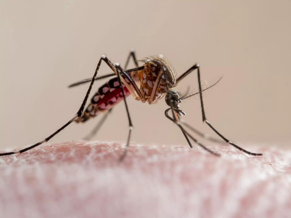 Find Out Why Mosquitoes Are Never Seen at Disney World