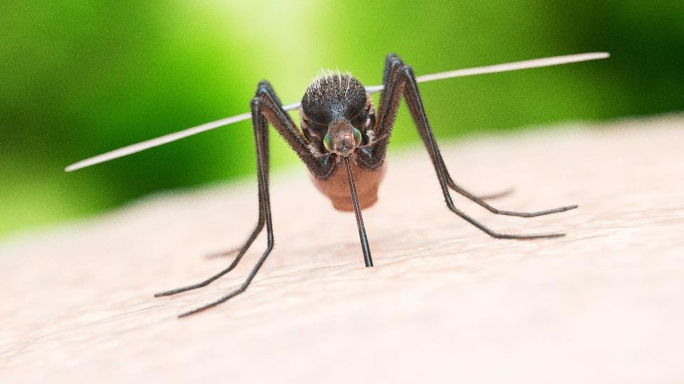 Find Out Why Mosquitoes Are Never Seen at Disney World